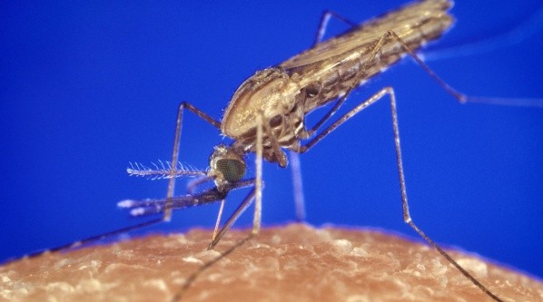 El mosquito preocupa a Bill Gates por ser un transmisor de varias enfermedades.