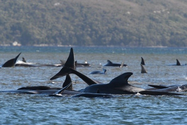 La imagen de los cientos de ballenas piloto varadas en Australia. | Foto: Getty Images.