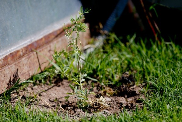El Monumental de Colo Colo tiene nueva ruda.