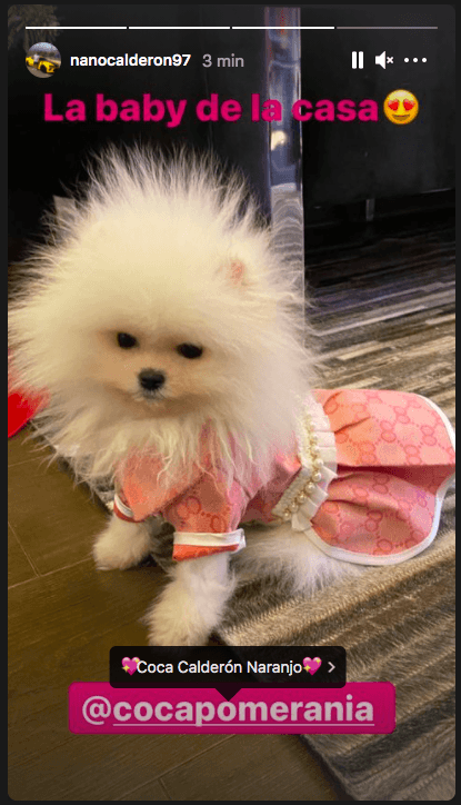 Coca, la perrita de Nano Calderón y Rebeca Naranjo.