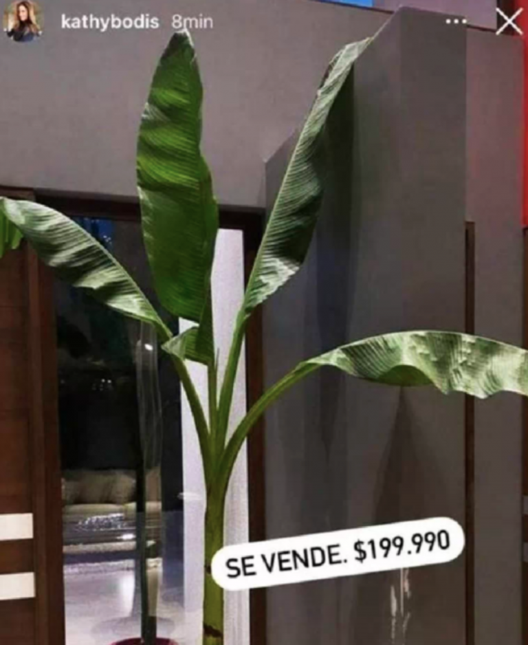 Kathy Bodis vende su planta