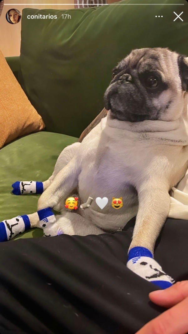 ¿Panchito, el pug de Guillermo Maripán, en las historias de Constanza Ríos?