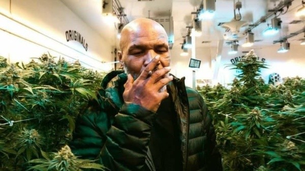 Tyson tiene un negocio de cultivo de Cannabis en California