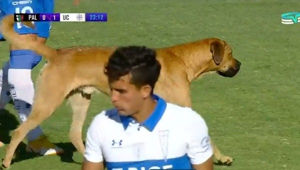 El perro estuvo un par de minutos en el terreno de juego.