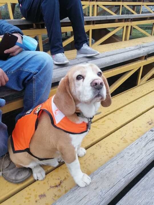 Canbreloa: el tierno Pepe siguió de cerca el empate del equipo Calameño contra el Morning en Copa Chile y ladró hasta romper voz. (Foto: RedGol)