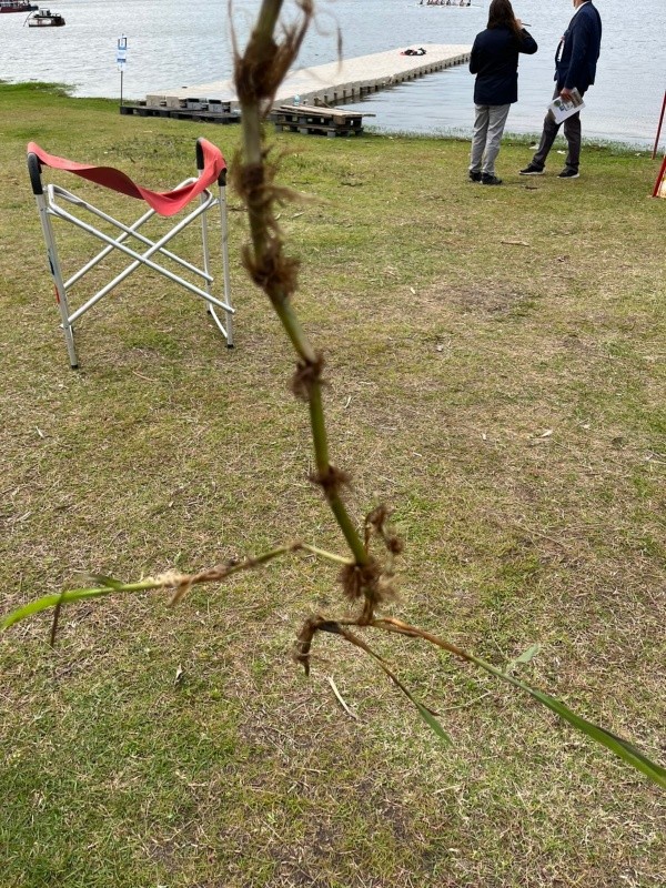 El junco que se enganchó al bote de Antonia Abraham. (Team Chile)