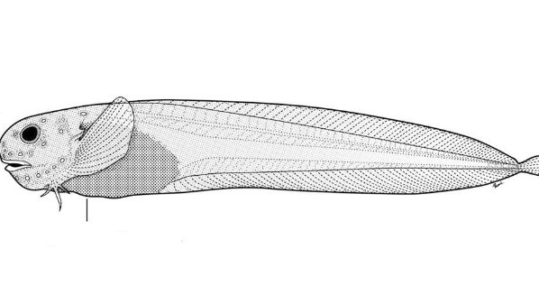 Holotipo de Paraliparis selti (Museo de Historia Natural)