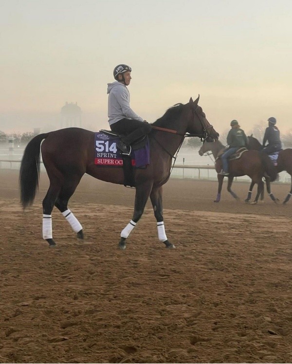 Super Ocho es uno de los dos representantes nacionales en la Breeders Cup. | Foto: @haras_matriarca_oficial