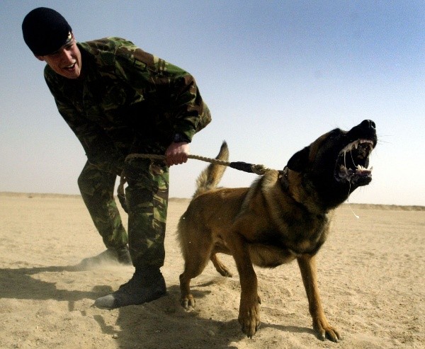 Dibu pagó una millonada por un perro que cuide su medalla. | Foto: Getty Images.